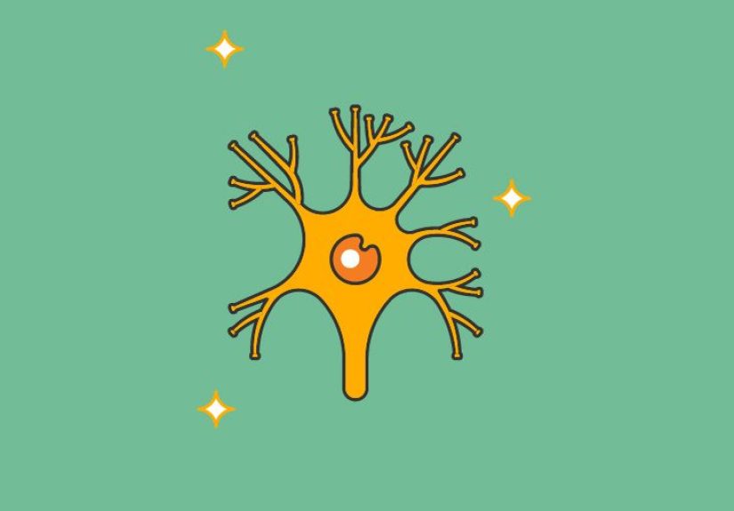 Pituitary Gland: Anatomy, Function, Diagram, Conditions, Health Tips