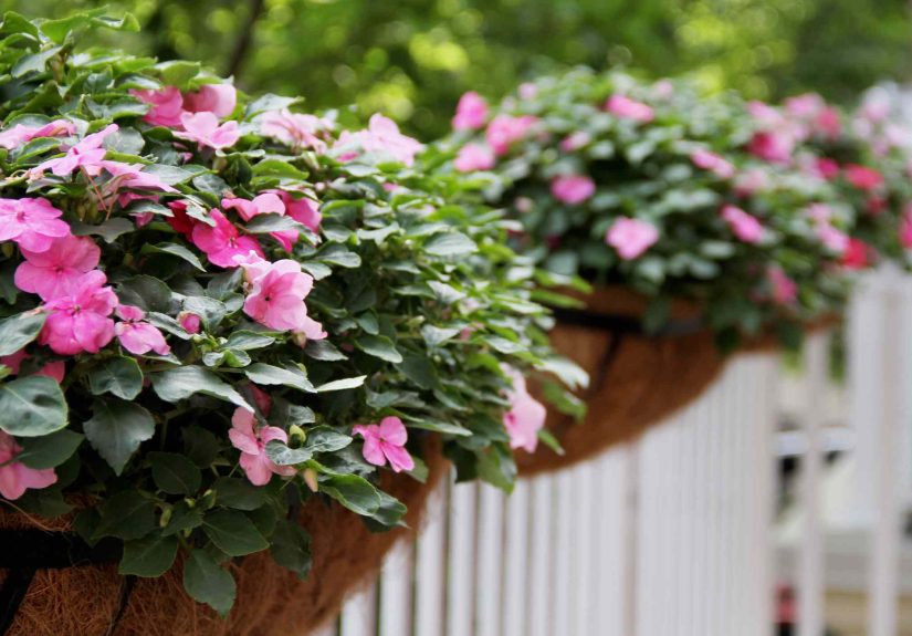Should You Overwinter Your Impatiens This Fall? What to Do Now for Bigger Blooms
