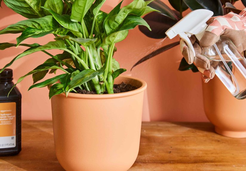Should You Use Hydrogen Peroxide on Your Plants? We Asked Gardeners