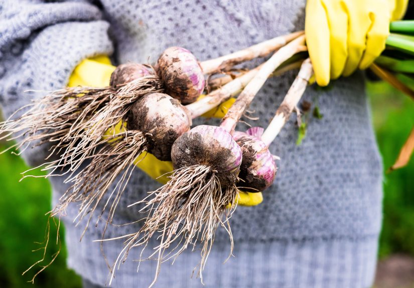 Son Resurrects His Father’s Forgotten Garlic from Childhood Garden 40 Years Later