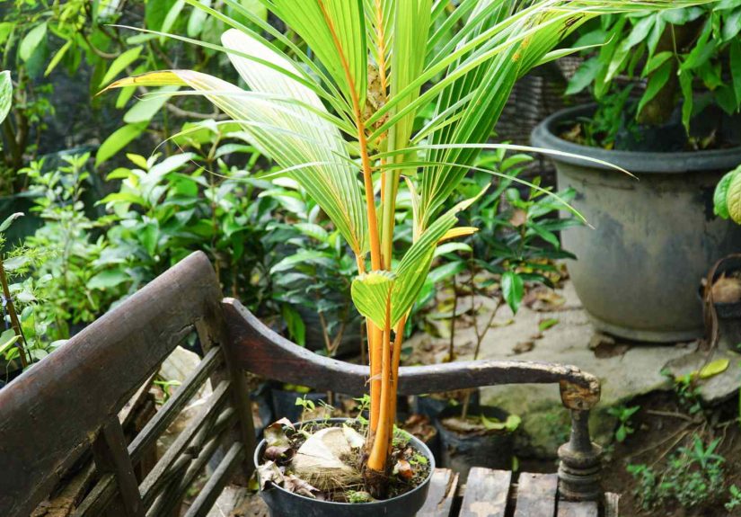 Sprout Palm Trees From Seed