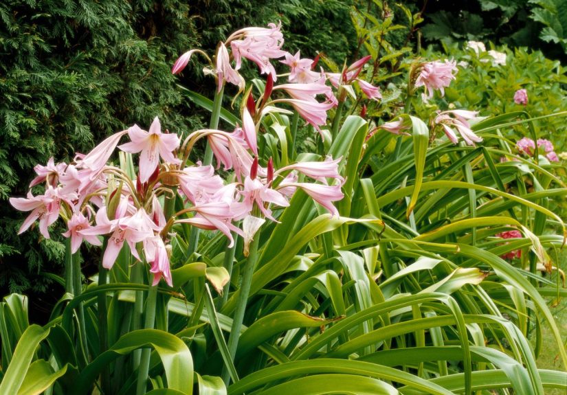 The 10 Best Low-Maintenance Perennials for Southern Gardens