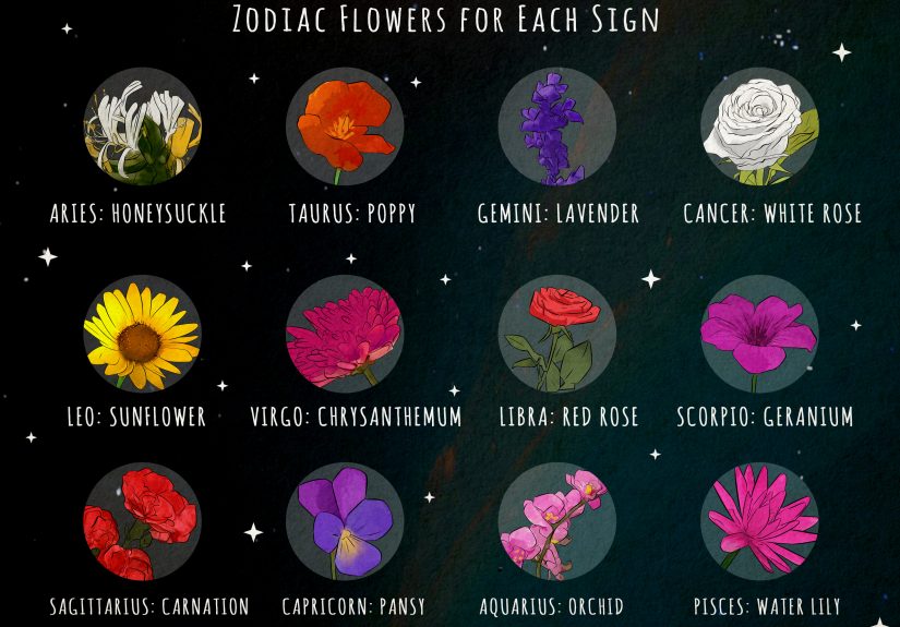 The 12 Zodiac Flowers & Their Meanings (+ Expert Insight!)