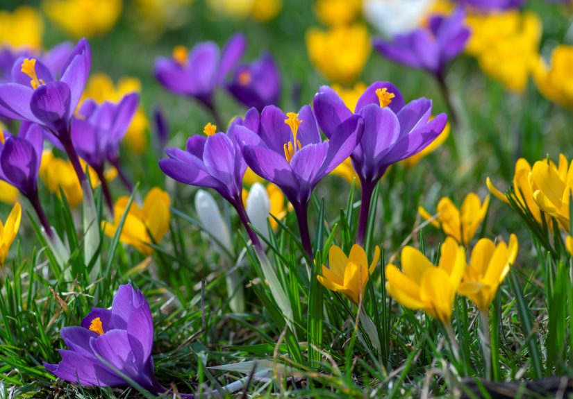The Most Overlooked Spot to Plant Bulbs in Fall for Maximum Spring Color