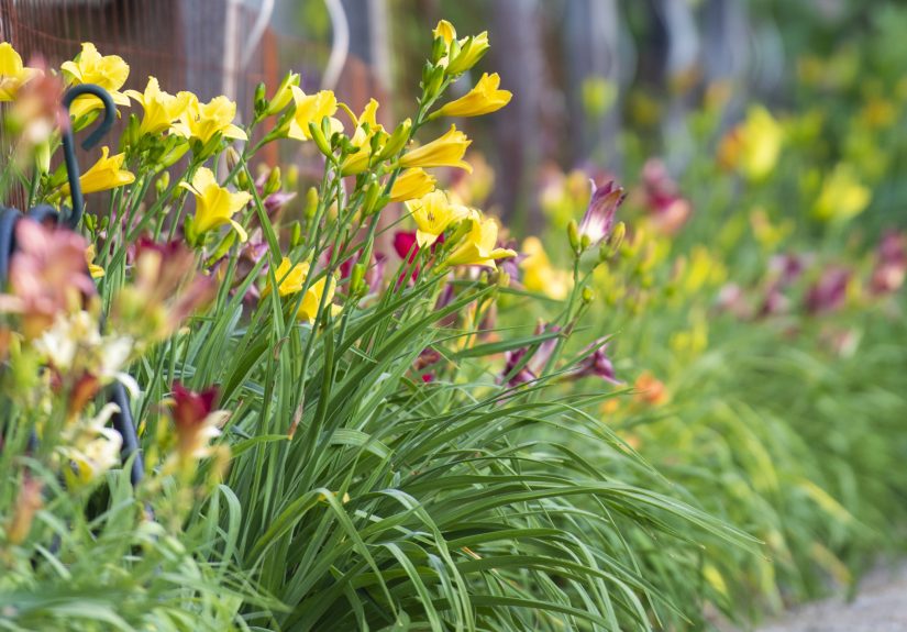 The Right Time to Cut Back Daylilies for the Best Blooms