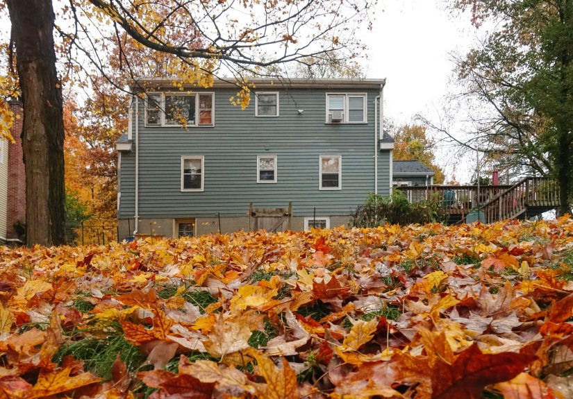 The Surprising Benefits of Leaving Fallen Leaves in Your Lawn, According to Experts
