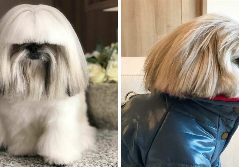 This Instagram-Famous Dog Fashionista Looks Like A Pop Star (47 Pics)