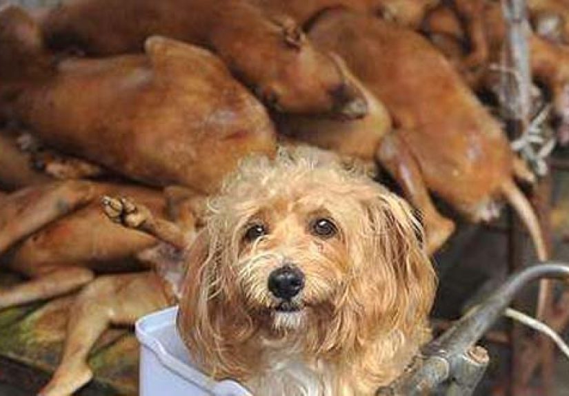 Top 10 Stomach-Churning Facts About People Eating Dogs