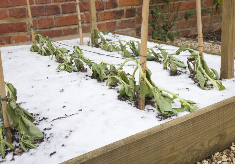 Winterize Your Garden – Protect Vegetables and Soil