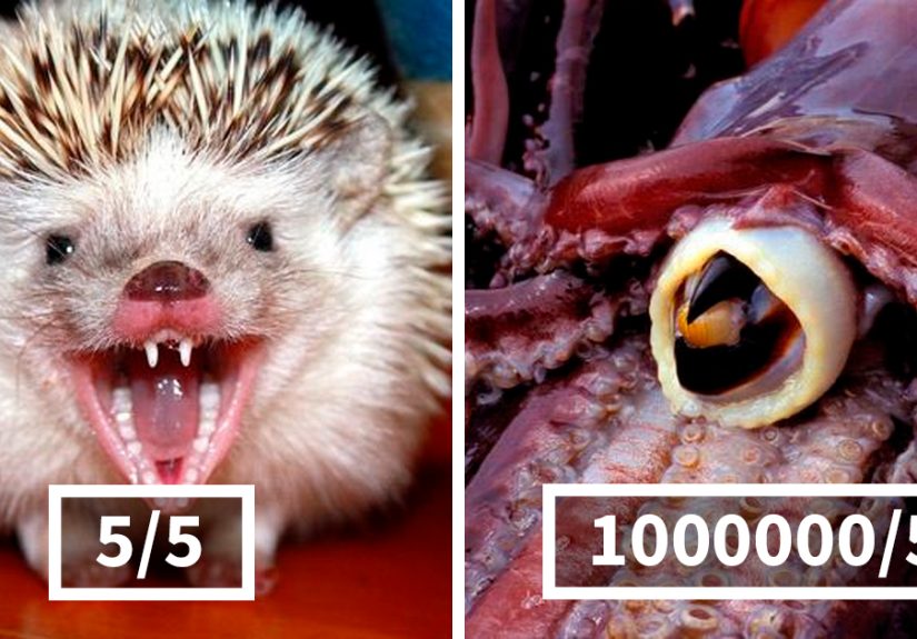 Woman On Twitter Educates People On Getting Bitten By These 20 Different Animals