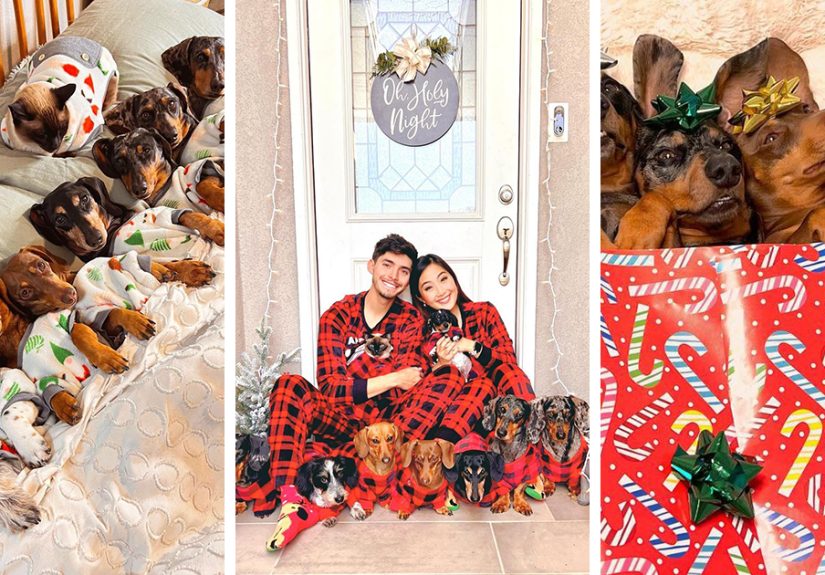 Woman Shares Her Life With 8 Rescue Dachshunds, And Here Are 25 Of The Funniest Pictures Of Them
