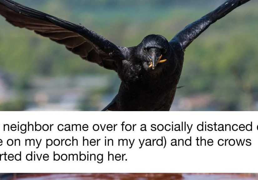 Woman Shares How Feeding And Creating An “Army Of Crows” Near Her House Possibly Saved This Neighbor’s Life