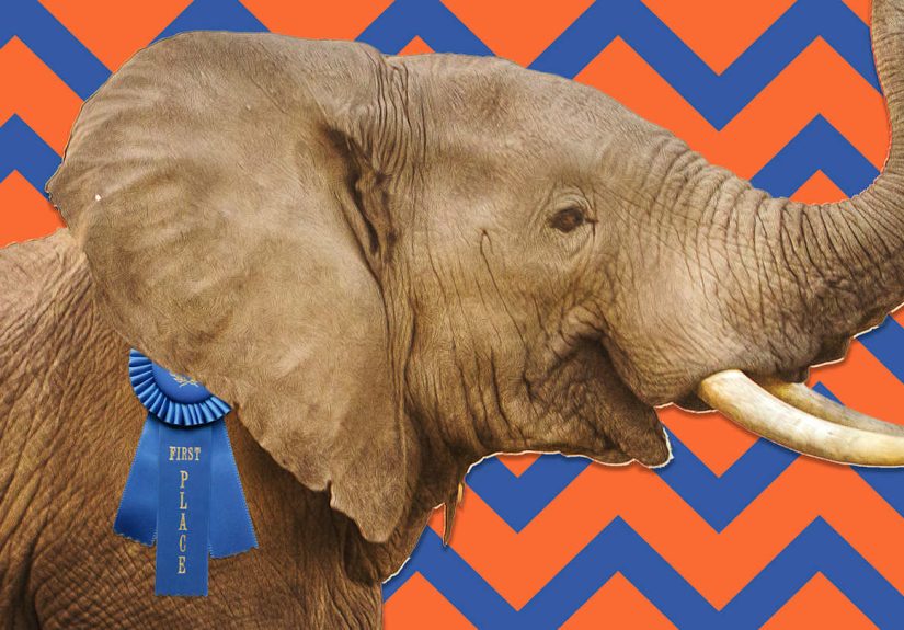 17 Wild Animal Superlatives