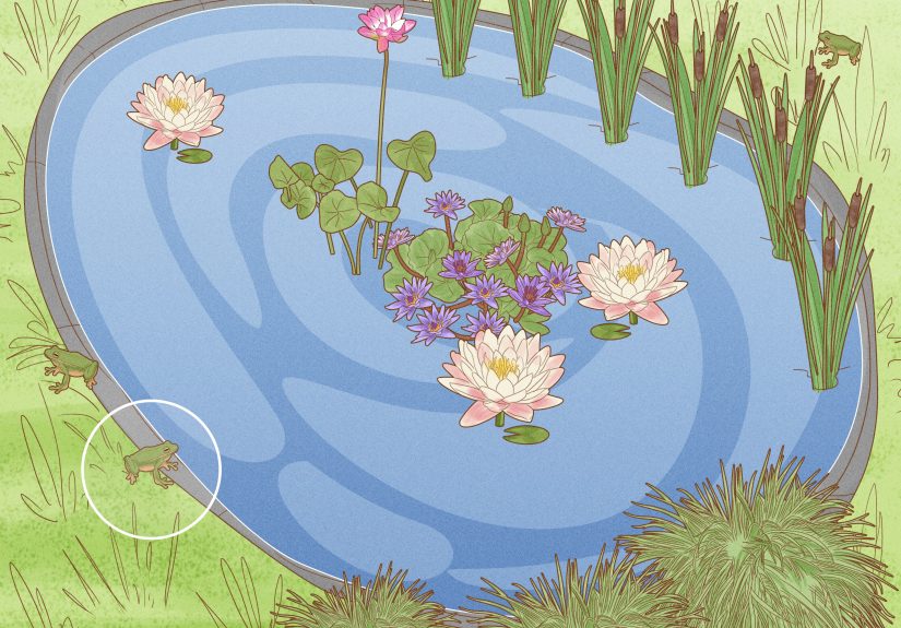 3 Ways to Make a Pond