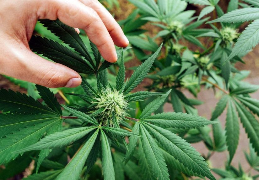High CBD Strains for Anxiety: 11 to Consider
