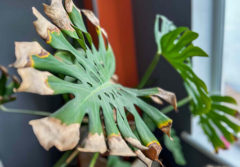 How Hot Is Too Hot for Houseplants? We Asked a Horticulturist