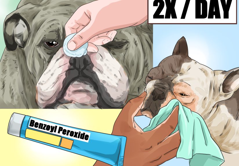 How to Clean a Bulldog's Face Folds: 15 Steps