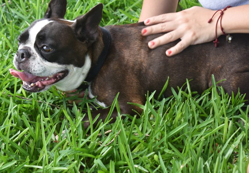How to Clicker Train Your Dog: 8 Steps