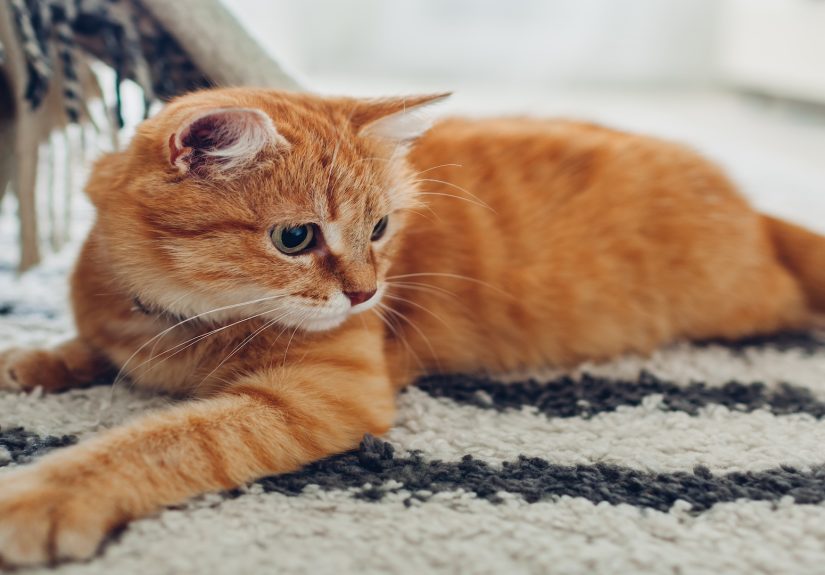 How to Make Catnip Tea for Cats: Recipe & Benefits