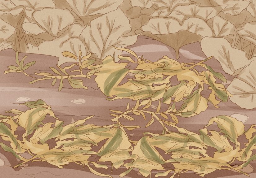 How to Plant the Three Sisters