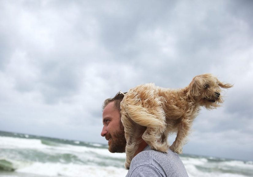 How to Protect Your Pet During a Hurricane - How to Prepare Animals for a Hurricane
