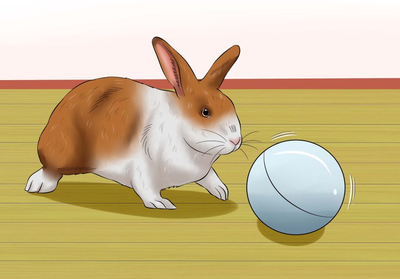 How to Stop a Rabbit from Sneezing: 11 Steps
