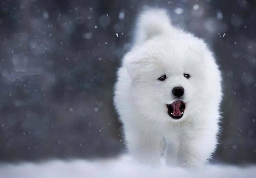I Capture Magical Photographs Of My Fluffy Dog In Nature (29 Pics)