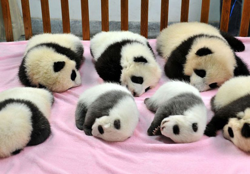 Panda “Daycare” Exists And Is Most Adorable Place On Earth