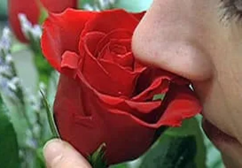 Pheromones - Watch WebMD Video