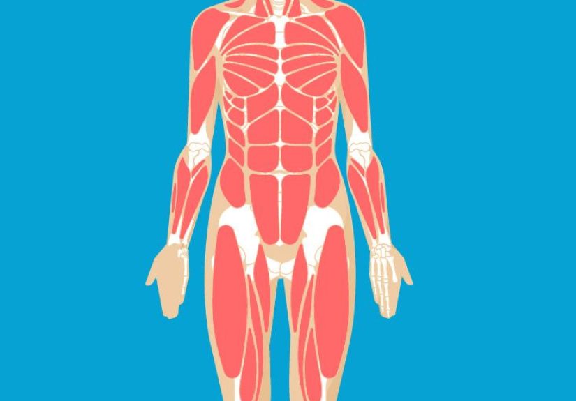 Rectus Abdominis Muscle Origin, Function & Anatomy