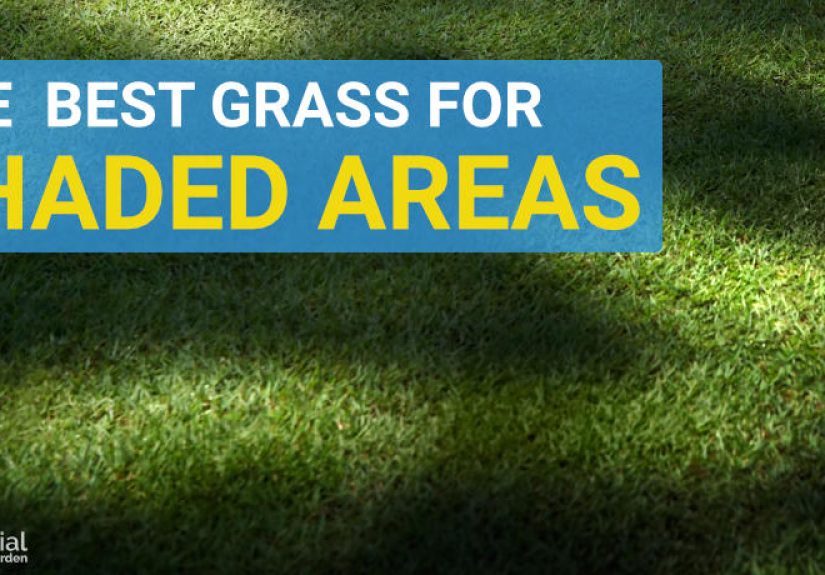The Best Grass For Shaded Areas In Your Yard