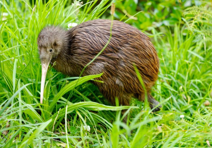 Why Are New Zealanders Called &lsquo;Kiwis&rsquo;?