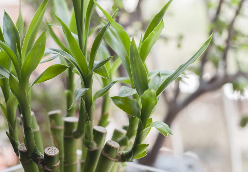 Why Is My Bamboo Turning Yellow? 7 Possible Reasons