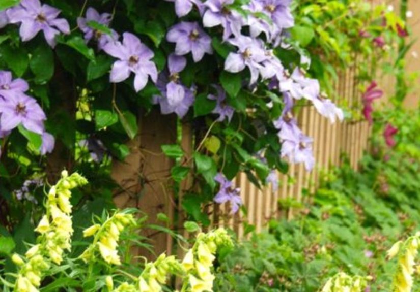 Yellow Foxgloves in the Shade Path Garden