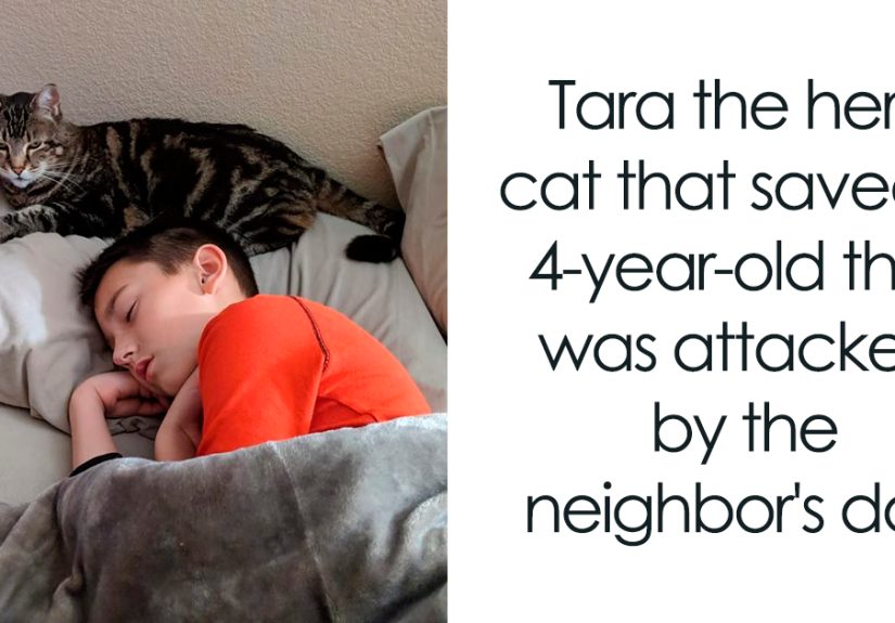 24 Times Cats Surprised Humans With Their Heroic Acts