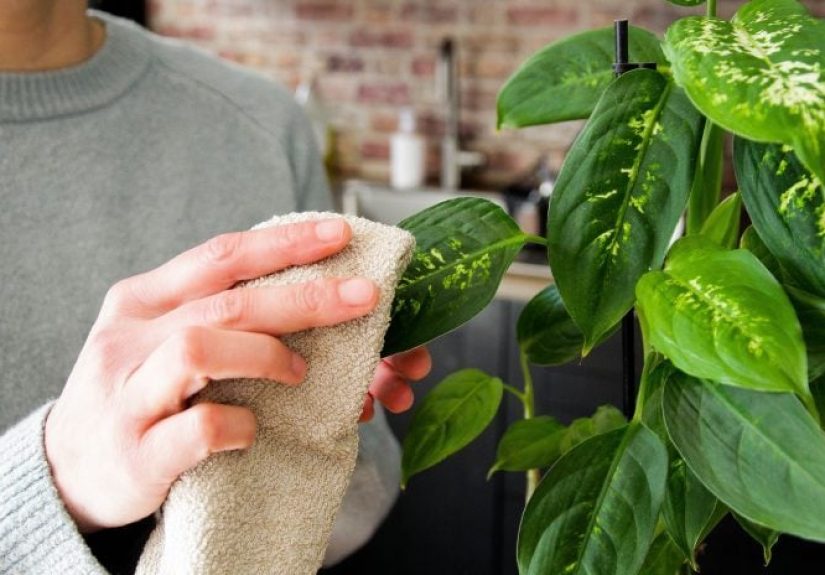 3 Reasons You Should Dust Houseplants