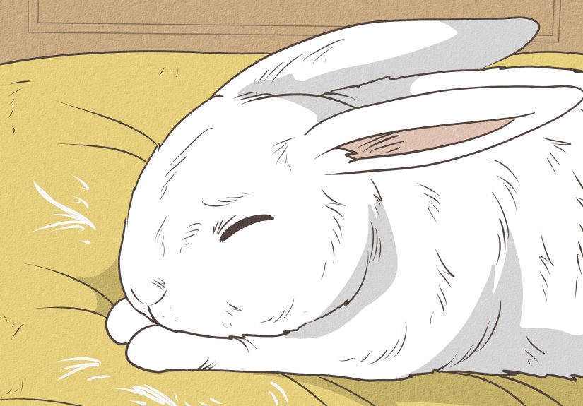 3 Ways to Earn Your Rabbit's Trust