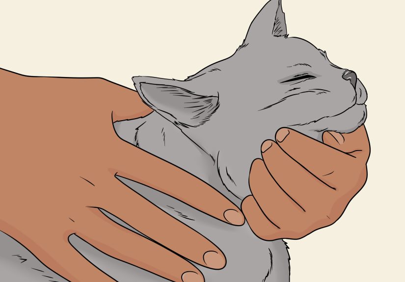 4 Ways to Raise a Cat