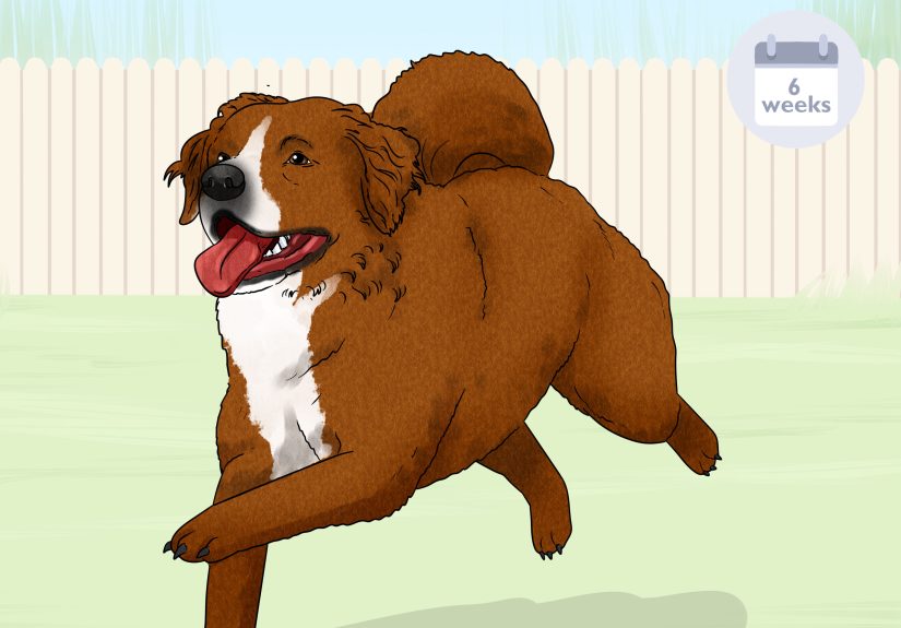 Effective Ways to Recognize and Treat Dog Ulcers
