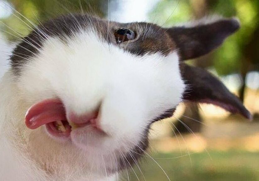 Hay Pandas Show Your Funniest Picture Of Your Rabbit