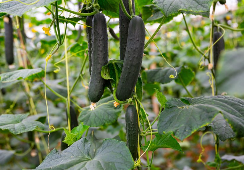 How Far Apart to Plant Cucumbers for the Healthiest Plants