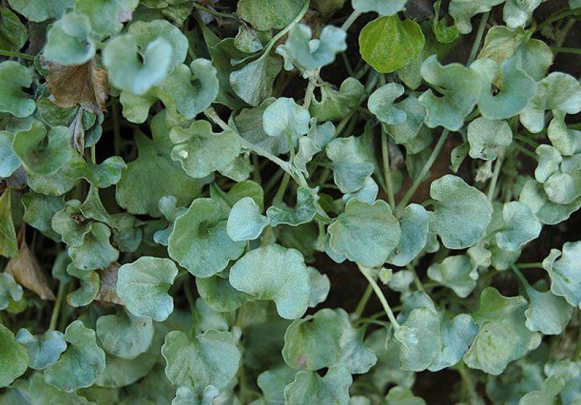 How to Grow and Care for Silver Falls Plant
