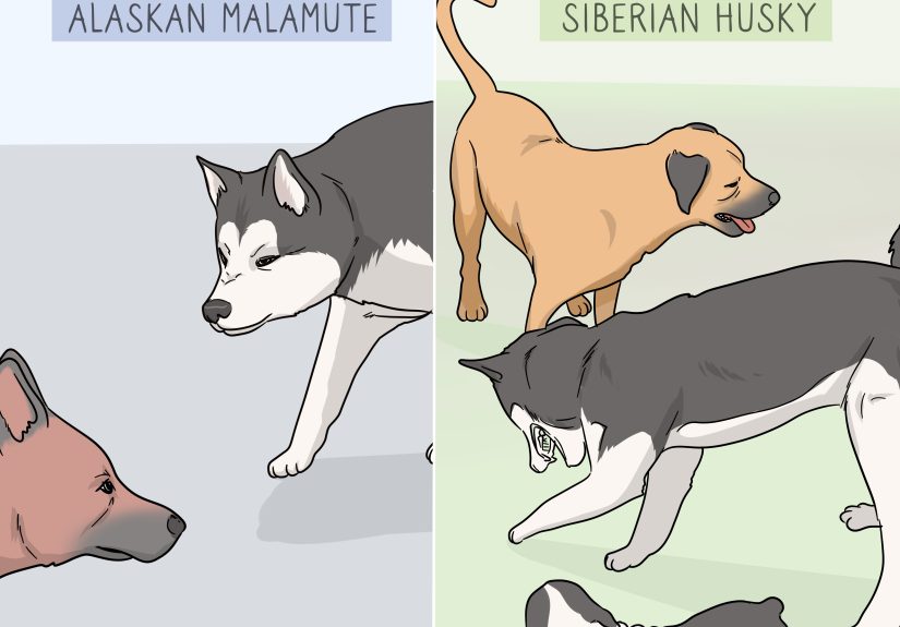How to Identify an Alaskan Malamute from a Siberian Husky