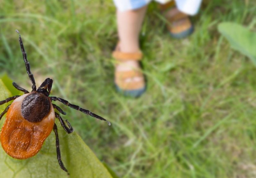Lyme Disease Symptoms: Stages and Lesser-Known Signs to Be Aware Of