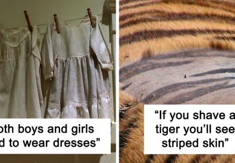 Parent Asks For Mind-Blowing But Simple Facts That Would Satisfy A 3-Year-Old Before Bedtime, Gets 30 Responses