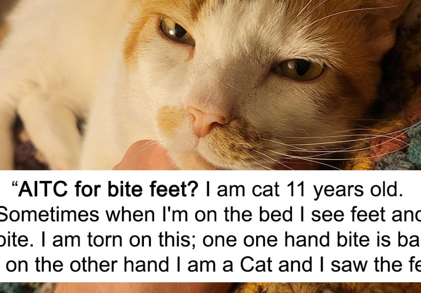 This Community For Pet Owners Helps Them To Understand If Their Pet’s Actually A Jerk (33 Examples)
