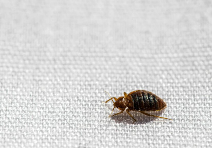 What Are the Tiny Brown Bugs Inside My House?