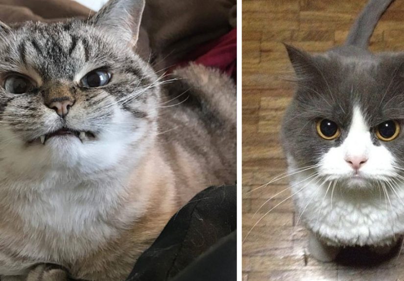 36 Of The Word’s Angriest Cats Ever Who Have Had Enough Of Your BS