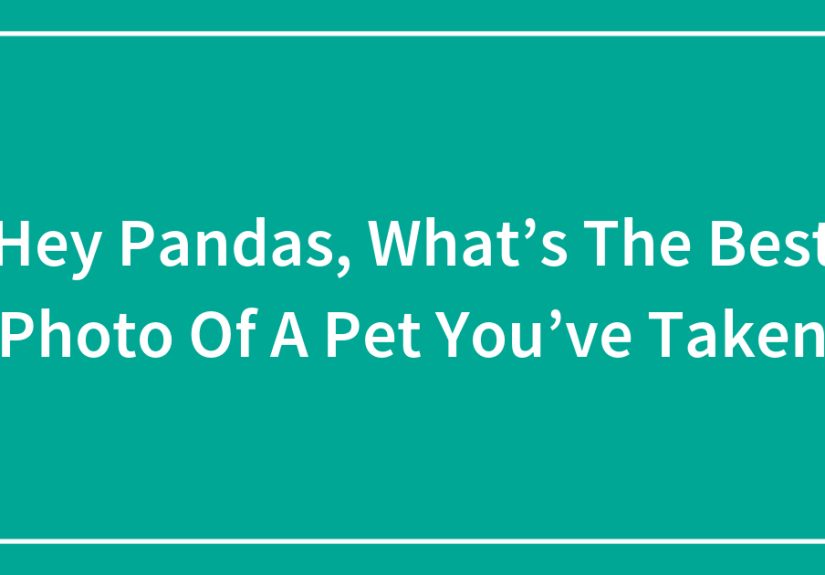 Hey Pandas, What’s The Best Photo Of A Pet You’ve Taken?